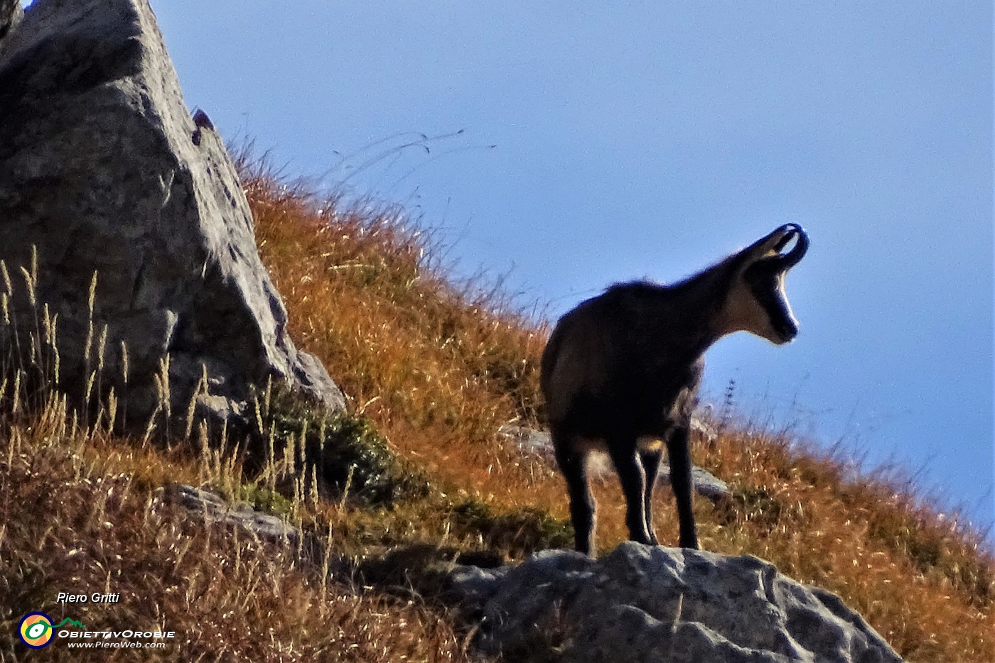 29 Anche i camosci salgono sul costone roccioso-erboso e ci osservano curiosi.JPG